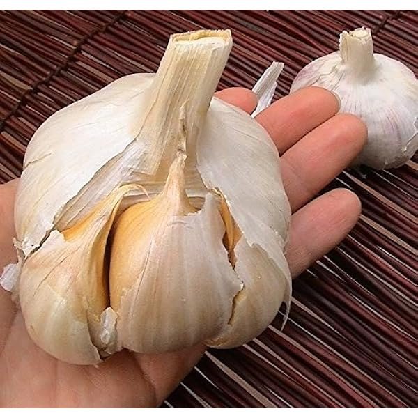 Garlic Seed